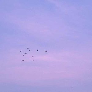 دانلود آهنگ پارسال بهار دسته جمعی رفته بودیم زیارت